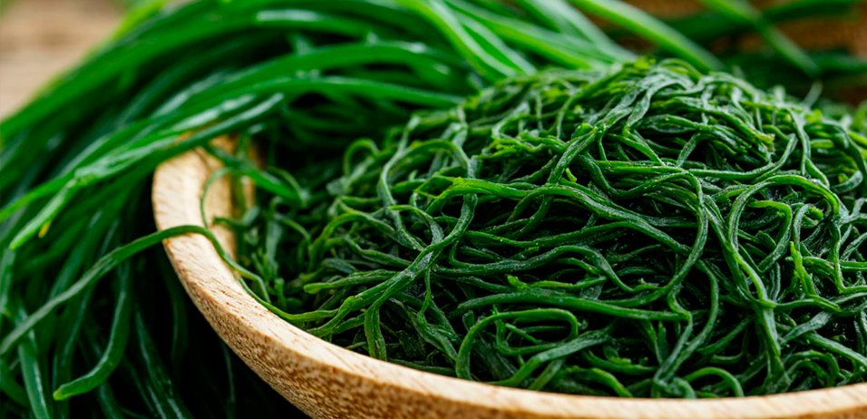 О пользе хлореллы О пользе хлореллы